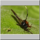 Alloplasta piceator - Schlupfwespe w01b 14mm - OS-Hasbergen-Lehmwiese det06.jpg